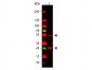Anti-GOAT IgG (H&L)  Secondary Antibody